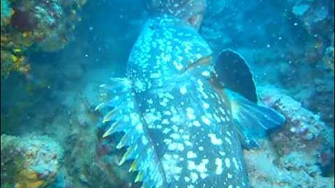 Scuba Diving : Lovely couple of Dusky Groupers