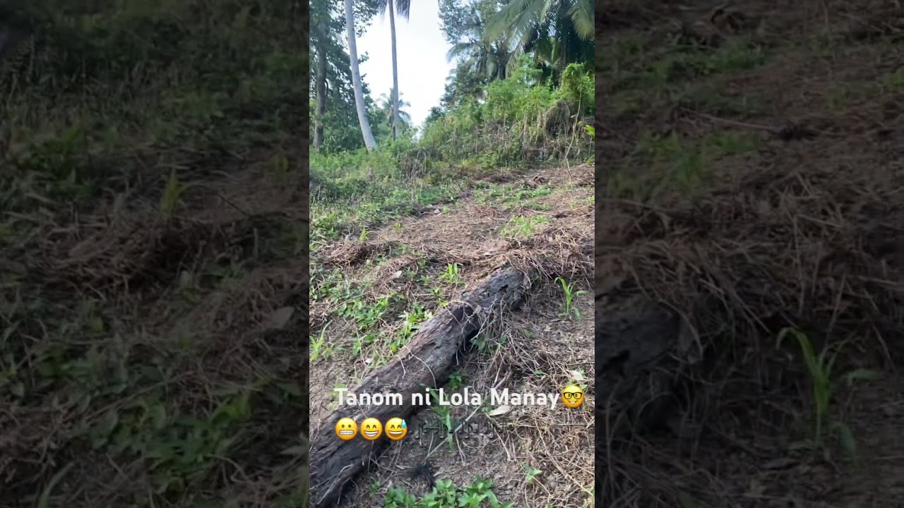 Mais tanom ni Lola manay🤓🎶🎶🎶