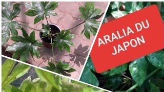 ARALIA DU JAPON نبات الاراليا الياباني