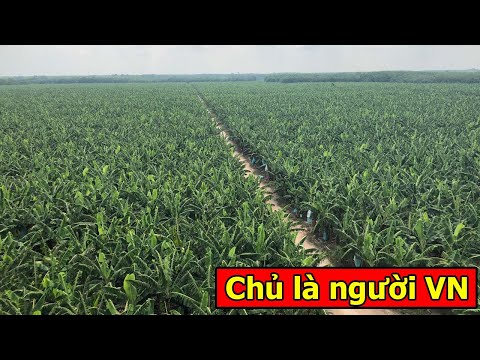 Video: Chuột trong Vườn Thành phố: Thông tin về Làm vườn Đô thị và Chuột