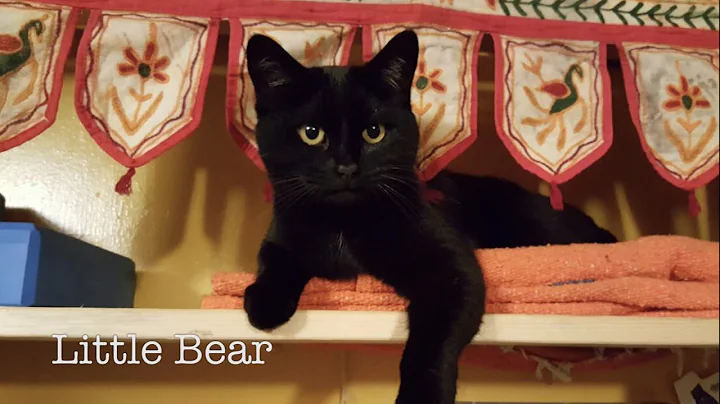 Telepathic Animal Communicator Sharon Loy: Jade's ...