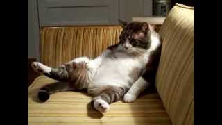 Bored Fat Cat Sighs