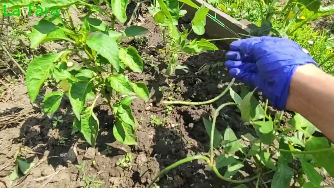 Culturi asociate: ceapă, ardei, fasole, castraveți