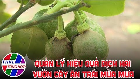 Bạn nhà nông - Kỳ 228: Quản lý hiệu quả dịch hại vườn cây ăn trái mùa mưa