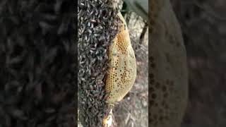 harvesting honey #video