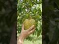 Soursop #fruit #shortvideo #youtube