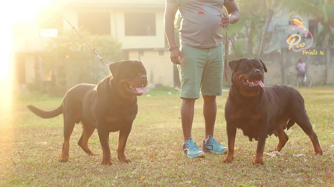 Paw Prints SL  Production