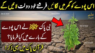 Ghar Main Ya Poda Lagny Say Kiya Hota Ha ? | نبی پاک ﷺ کا فرمان سن لو | ilm ki Baat