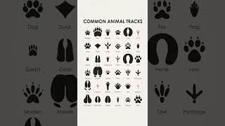 Different animal footprints Credits : @Ramez Inspector #birds #footprints