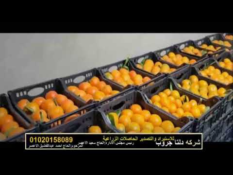 شركه دلتا جروب