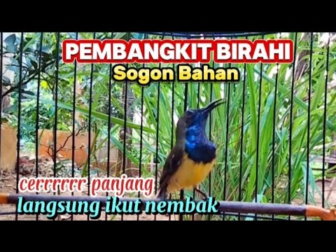 Masteran sogon nembak pelatuk sampit sogon gacor tembakan pelatuk sampit