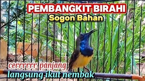 Masteran sogon nembak pelatuk sampit sogon gacor tembakan pelatuk sampit