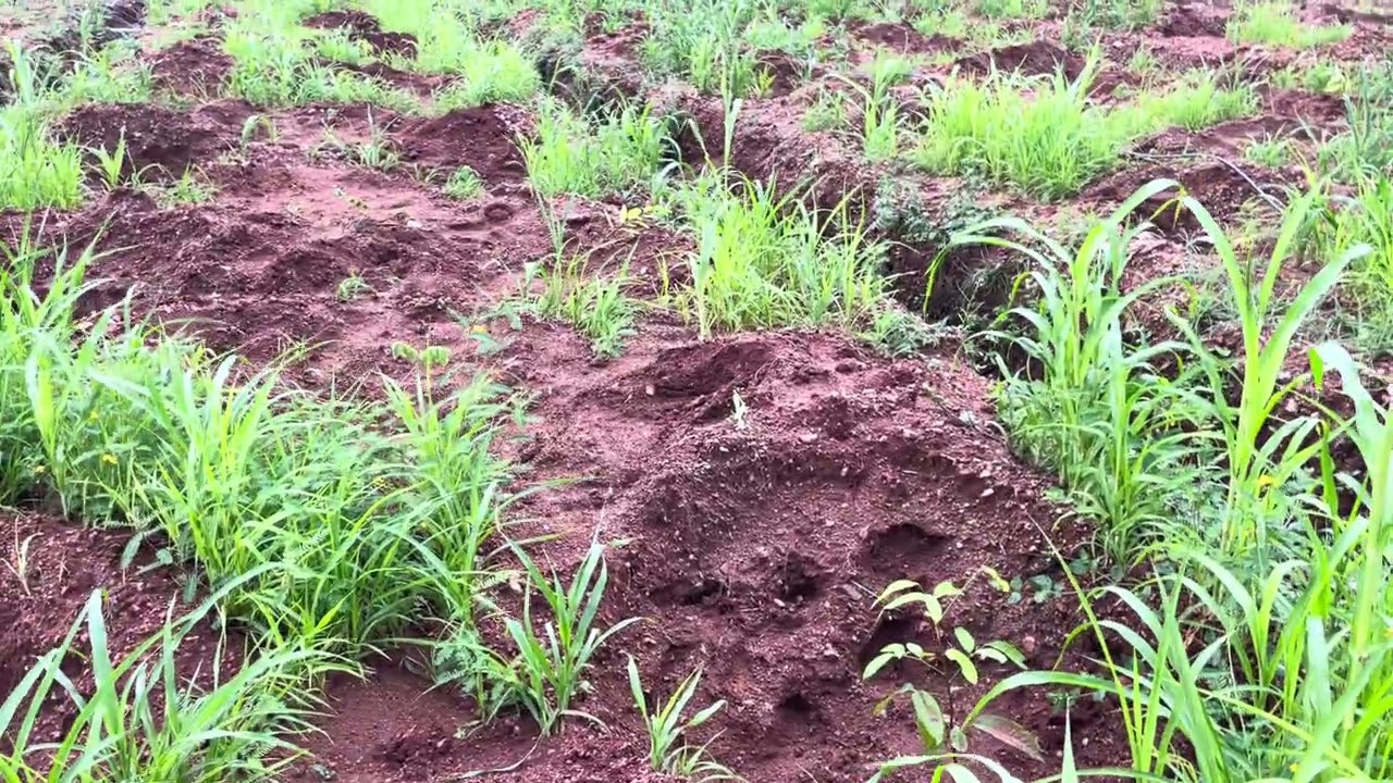 #26 Farm Updates:  Planting trees Palekar 36x36 Model