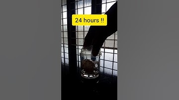 Egg experiment🌀Colgate experiment