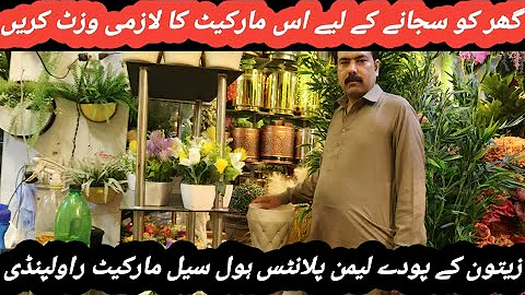 Home Decor largest shop Artificial Flowers Artificial Plants/ziatoon plant/Rawalpindi/one shop only
