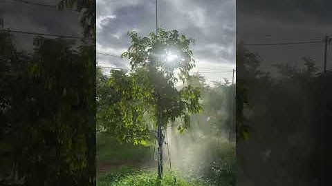 Phun 1 lần 100gốc sầu riêng chỉ với 1 nút bấm trên điện thoại ! #phunthuoctudong #huongdan