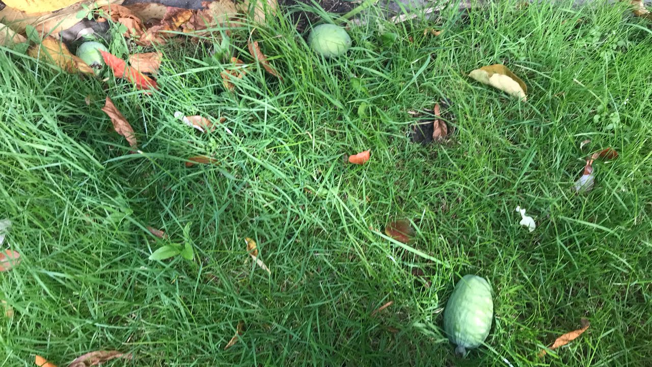 Гуава и фейхоа (ананас) преждевременно опадают на моём «Триумфе». Созрели рано или это результат ...