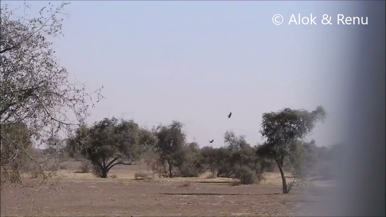 Laggar Falcon : pair hunting together : Amazing Wildlife of India by Renu Tewari and Alok Tewari