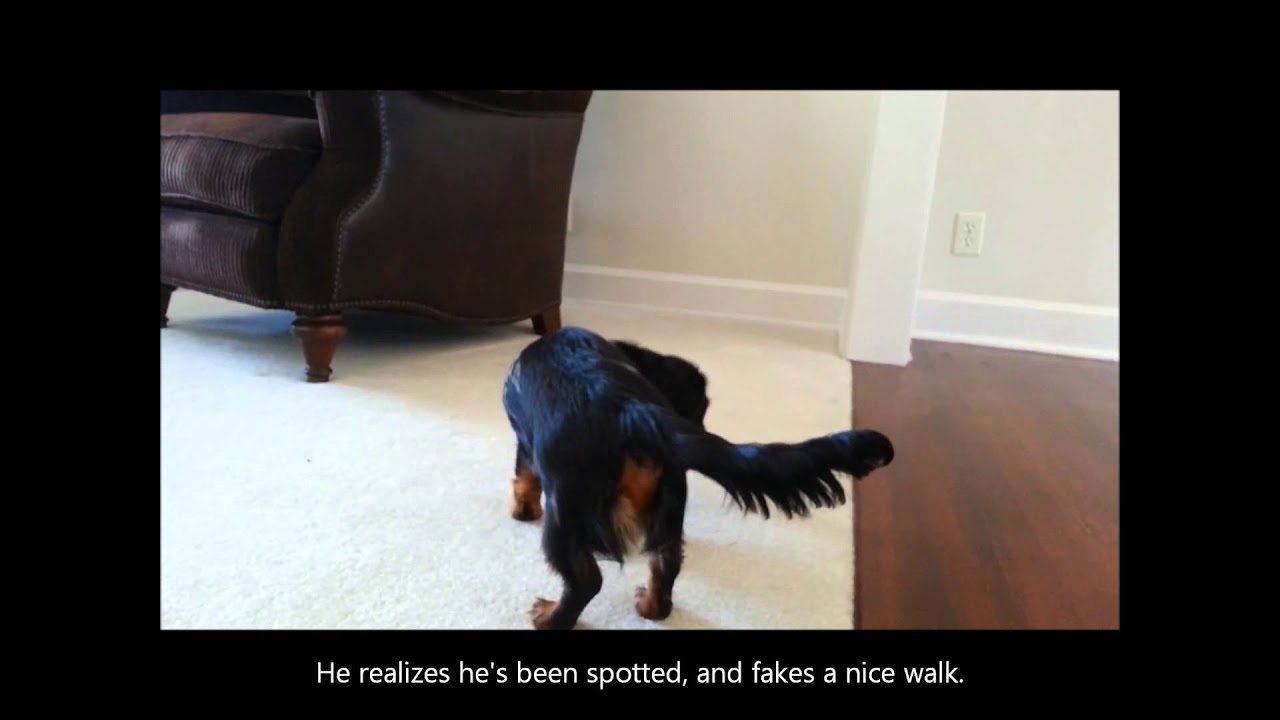 Jealous Dachshunds YouTube