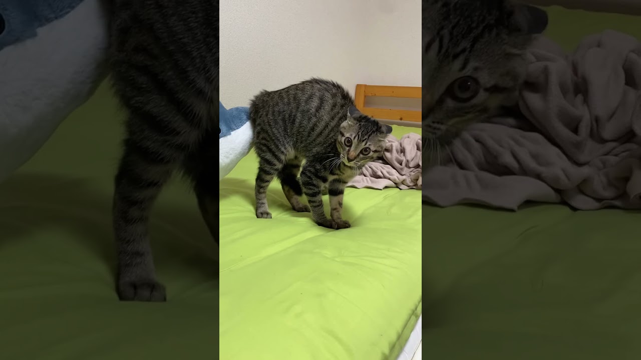 Crab walk  and arch back🐈🐈