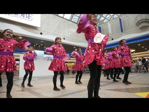 12 近畿大学 洗心 神戸よさこい2019 デュオ神戸会場