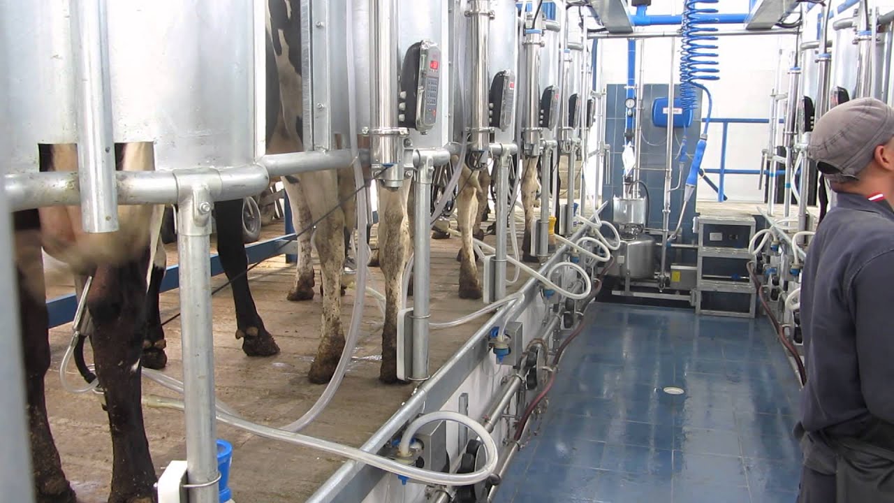 Ordeño Sistema Espina de Pescado Doble 05  Legend - Linea Baja