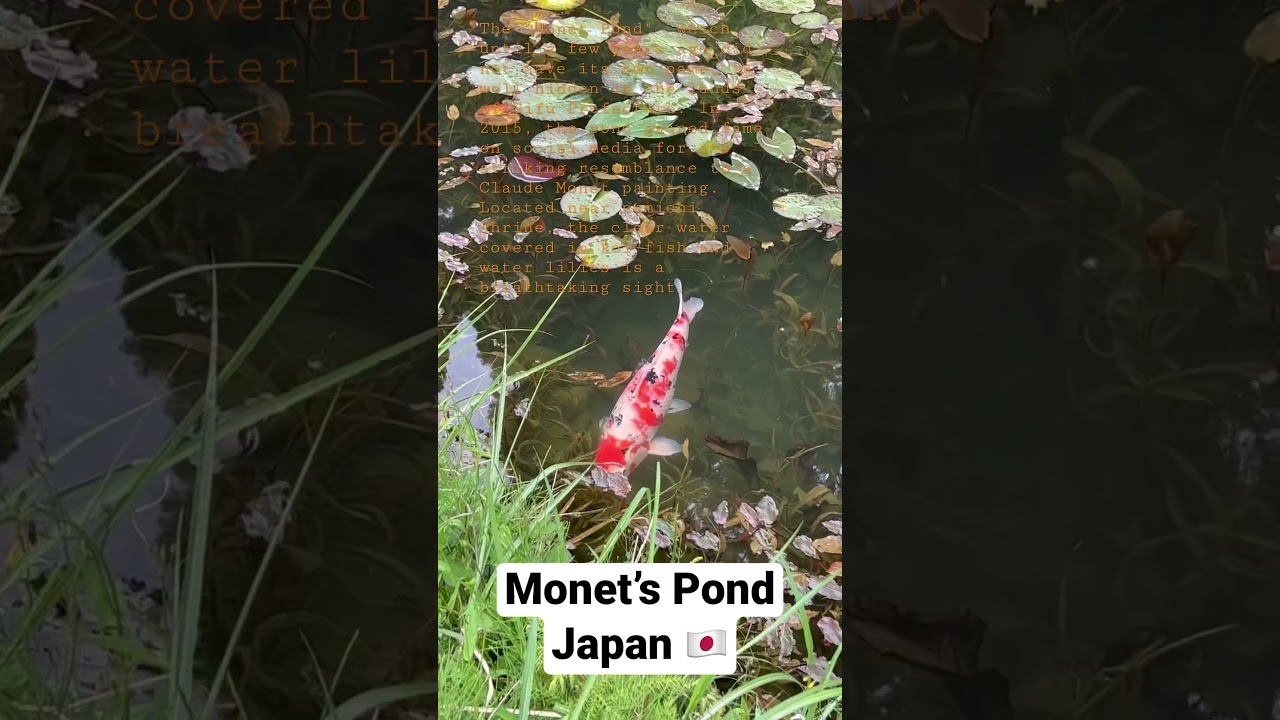 Monet’s pond in Japan 🇯🇵 