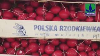 Mularski Rzodkiewka