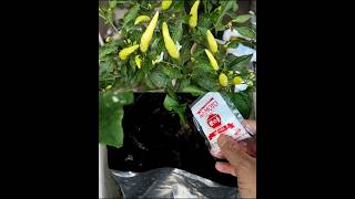 making cayenne pepper plants bear lots of fruit