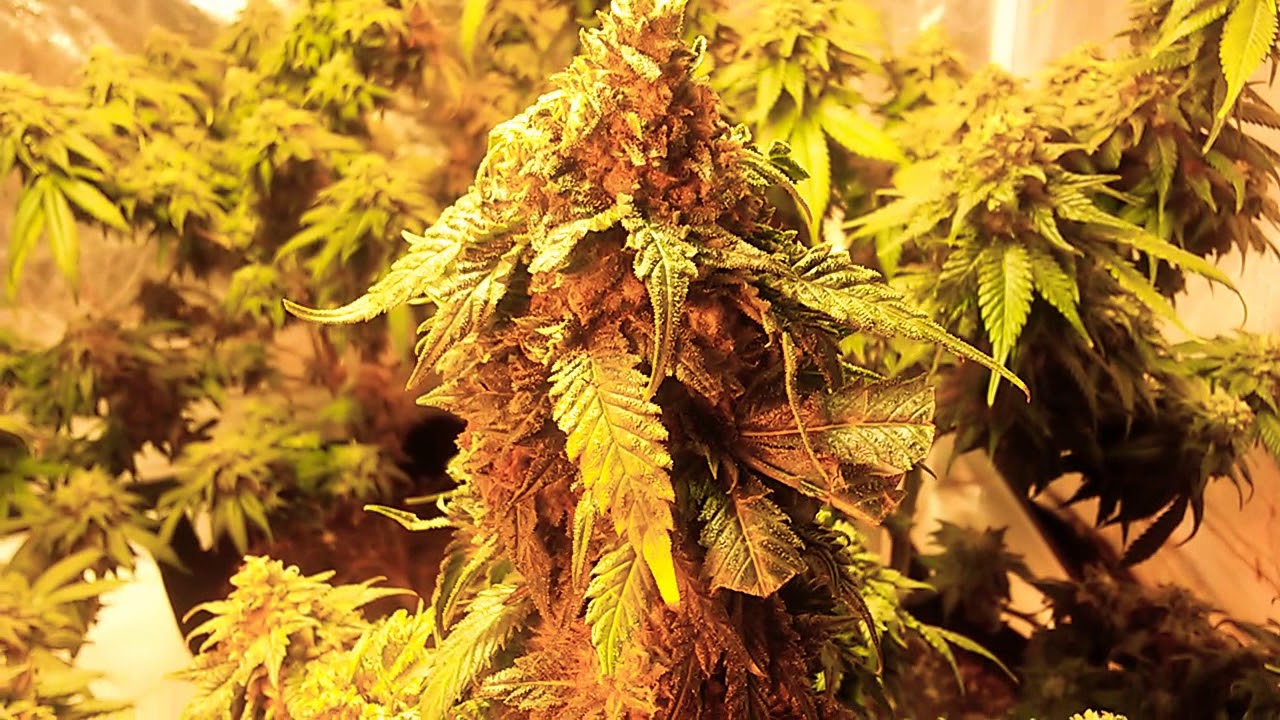 LA Cannalope Day 50 Flower DNA Genetics