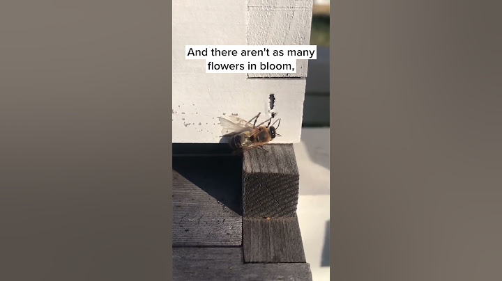 Bye Bye, Boy Bees!
