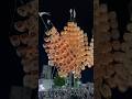 Akita Kanto Festival 2025 🇯🇵