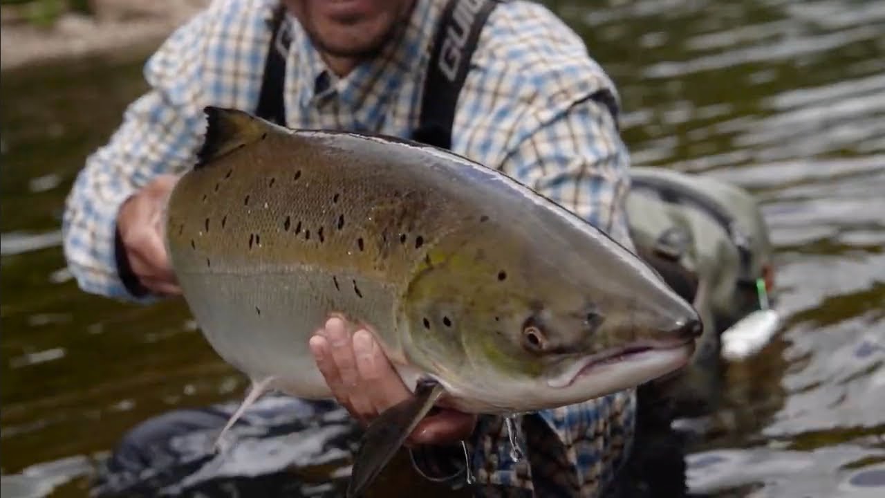 Fish-out, la mouche parfaite | PALM festival 2021