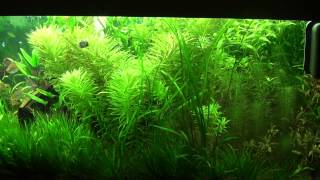 Planted discus 10/22/13