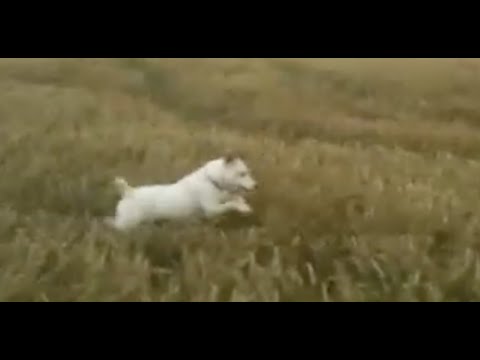 The Dolphin Dog