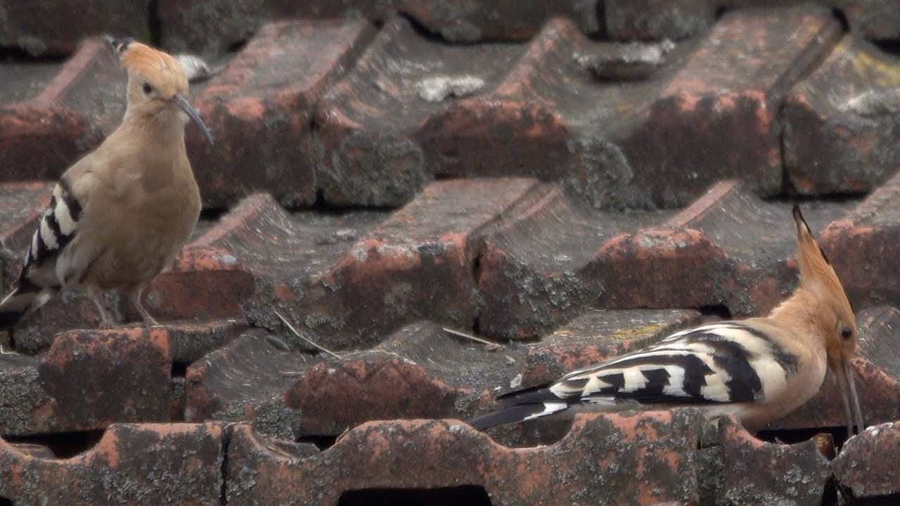 hornets font Eurasian hoopoe, Wiedehopf Paar (Upupa epops), Greece