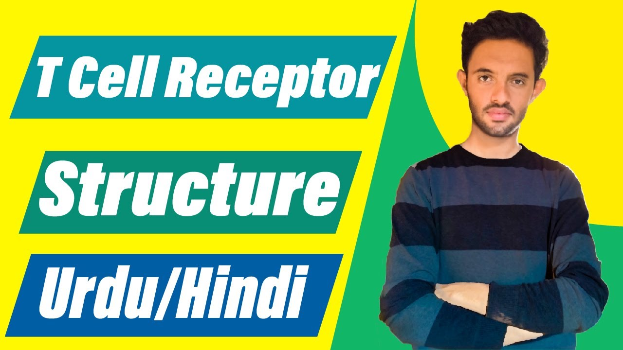 T Cell Receptor Structure || T Cell Receptor || TCR || Urdu Hindi - YouTube