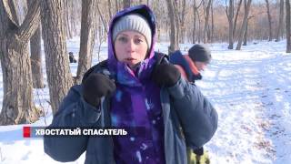 Владивосток: собаки спасают людей из-под снега Владивосток: собаки спасают людей из-под снега