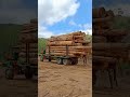 Full House | santaiwong lori balak #logging #loggingtruck #loging #excavator