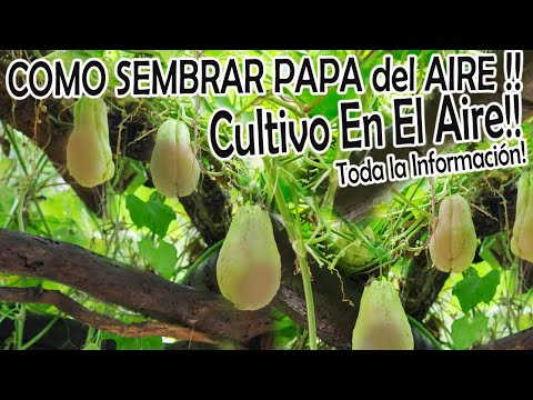 Video: ¿Cuándo plantar papas enredaderas?
