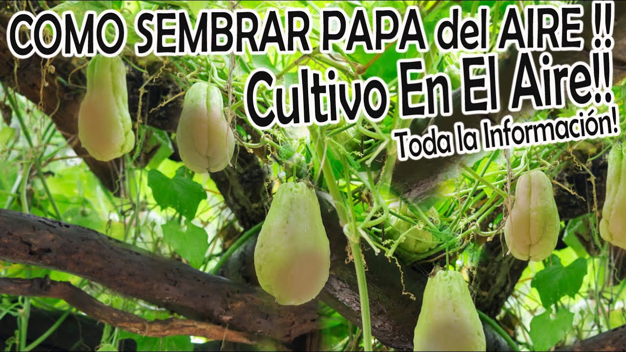 COMO SEMBRAR LA PAPA DEL AIRE COLGADA!! (chayote) CULTIVO EN EL AIRE! -  YouTube