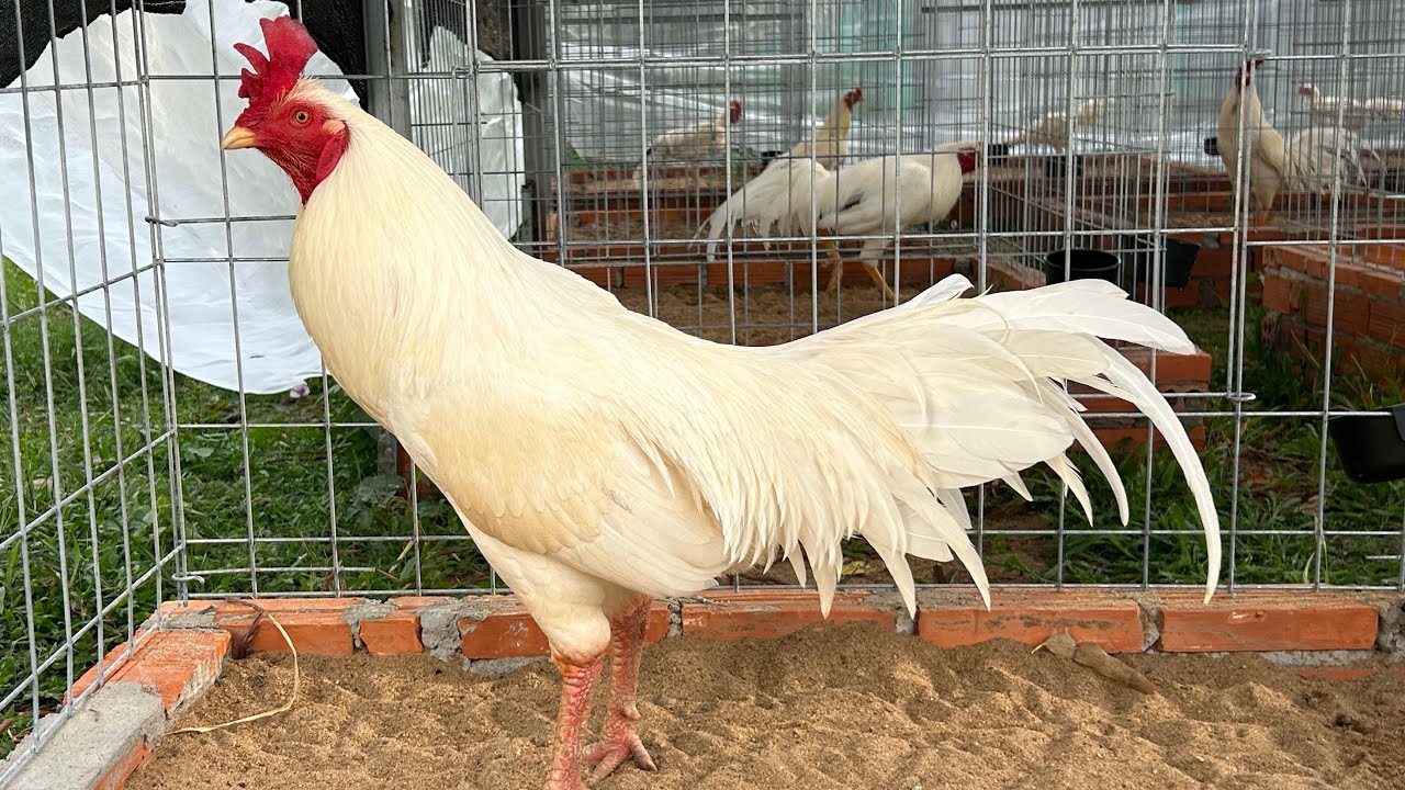 27/1 Giao Lưu Top Giỏi. 0961.496.696