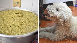 RECETA DE COMIDA PARA PERRO