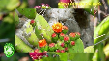 Những công dụng chữa bệnh bất ngờ của cây xương rồng