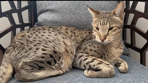 Watch the video about F2 Savannah Cats Kumba And Zara. Kumba Is A Purring Machine.