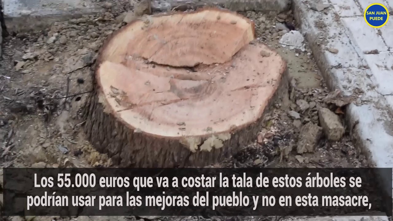 Toda la verdad sobre la tala masiva de árboles en San Juan de Aznalfarache (Sevilla)