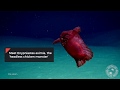 Underwater Camera Captures "Headless Chicken Monster"