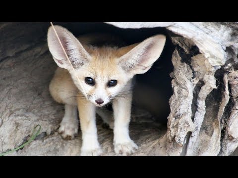 Vidéo: Renard Fennec du désert. Renard du désert comme animal de compagnie