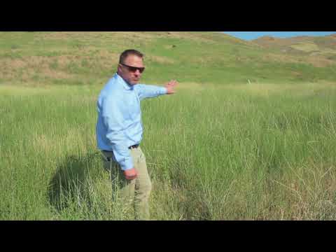 Rush Skeletonweed - Idaho Weed Awareness Campaign