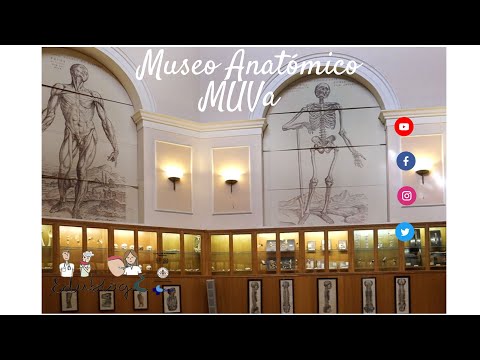 Video: Museo Anatómico. Exposiciones impactantes de los museos anatómicos del mundo